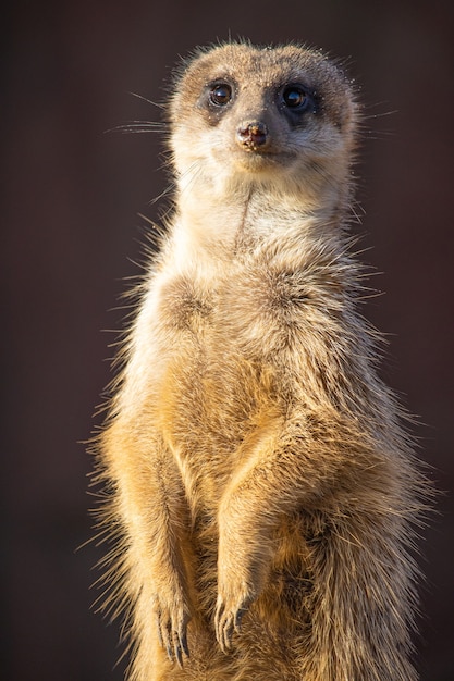 Alert Meerkat in the Desert – Free Stock Photo for Download