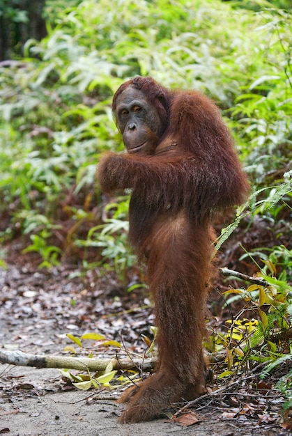 Orangutan Standing on Hind Legs in the Jungle of Kalimantan (Borneo) – Free Stock Photo for Download