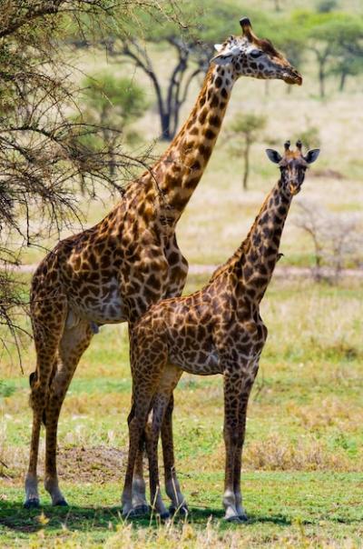 Two Giraffes in the Savanna – Free Download, Free Stock Photo