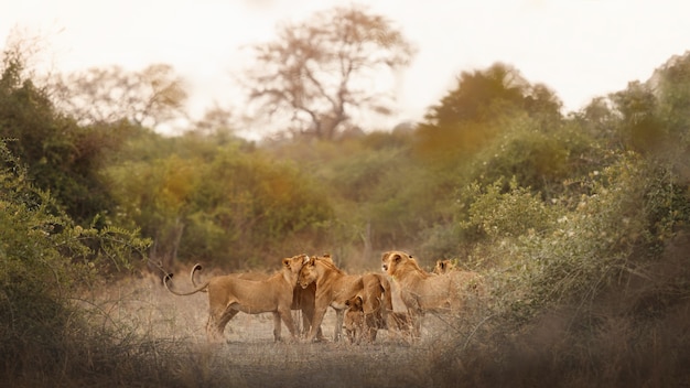 African Lion Portrait in Warm Light – Free Stock Photo Download