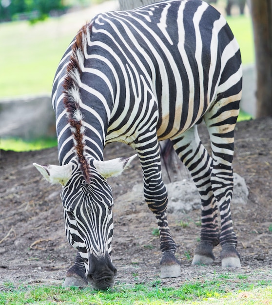 A Beautiful Zebra in the Zoo Safari – Free Stock Photo for Download