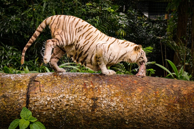 Closeup Shot of an Aggressive Tiger Running Through a Wooden Tube with Meat – Free Download