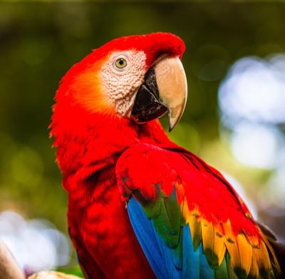 Close-up of Parrot – Free Stock Photo, Download for Free