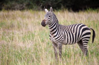 Zebra Standing on Field – Download Free Stock Photo