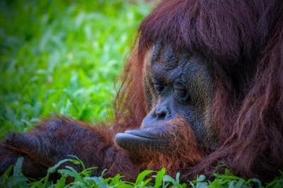 Facial Expressions of Male Bornean Orangutan – Free Stock Photo Download