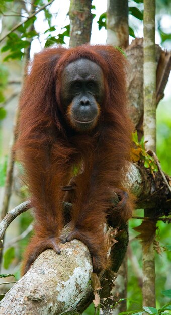 Male Orangutan in a Stunning Natural Habitat – Borneo, Indonesia | Free Stock Photo Download