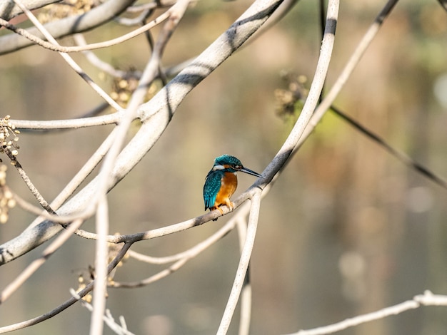 Cute Kingfisher Sitting on a Tree Branch – Free to Download