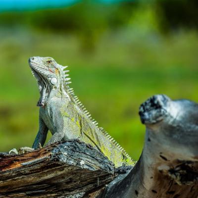 Vivid Green Lizard on a Log in a Field – Free Stock Photo, Download for Free