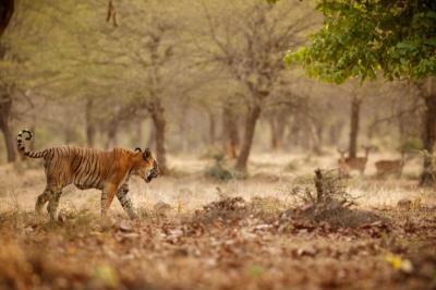 Tiger in Nature: Majestic Panthera Tigris on the Move in Rajasthan – Free Download