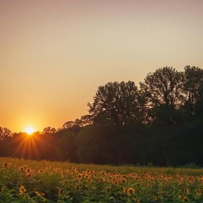 Sunflower Field with Background Trees – Free Stock Photo for Download