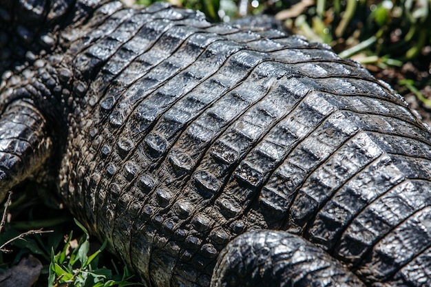 Closeup of American Crocodile Skin Surrounded by Greenery – Free Download