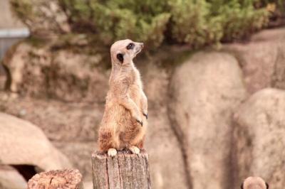 Squirrel Standing on Rock – Free Stock Photo for Download