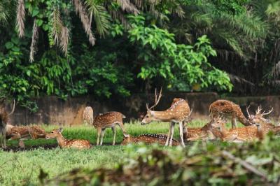 Beautiful View of Deer in the Forest – Free Download