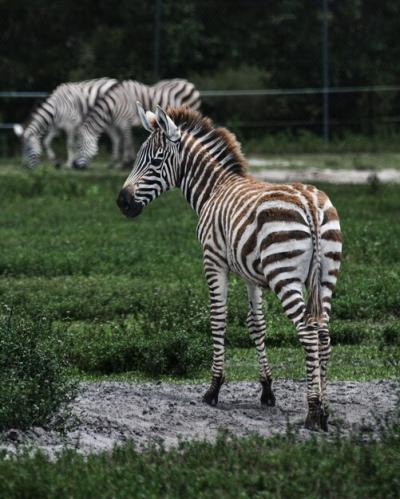 Zebra Standing on Field – Free Stock Photo for Download