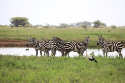 Group of Zebras at a Riverbank in Tsavo East National Park, Kenya – Free Download