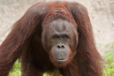 Orangutan (Pongo pygmaeus) Habitat: Borneo and Sumatra Rainforests – Free Download