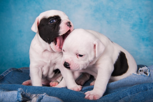 Funny American Bullies Puppies on Blue Jeans Background – Free to Download