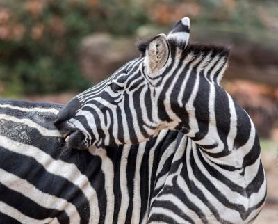 Close-up of a Zebra – Free to Download Stock Photo