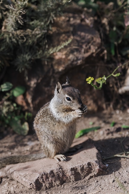 Adorable Squirrel Portrait – Free Download