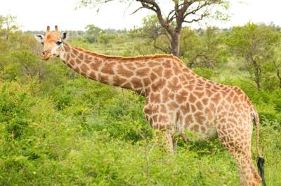 Giraffe Standing Among Vegetation in a Game Reserve – Free Stock Photo, Download for Free