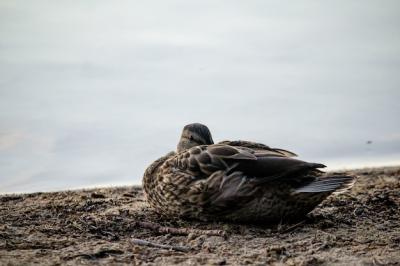 Closeup Shot of a Duck by the Sea – Free Download