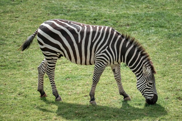 A Zebra Grazing in the Wild – Free Stock Photo for Download