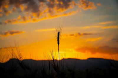 Beautiful Sunrise over Wheat Fields – Free Download