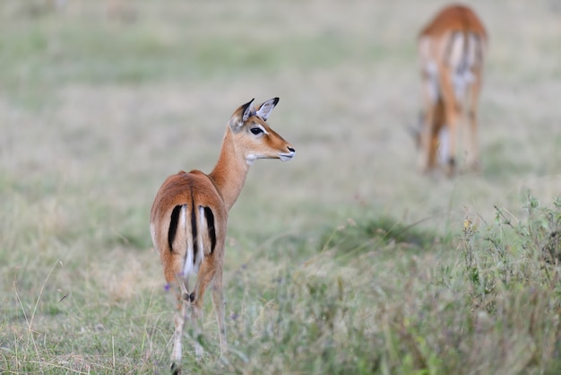 Impala in the African Savanna: Free Stock Photo for Download