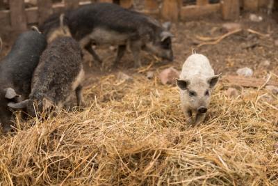 Pigs in the Sty of a Farm – Free Stock Photo Download