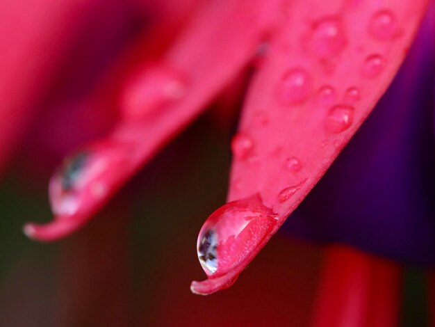 Close-Up of Wet Pink Flower – Free Stock Photo, Download Free