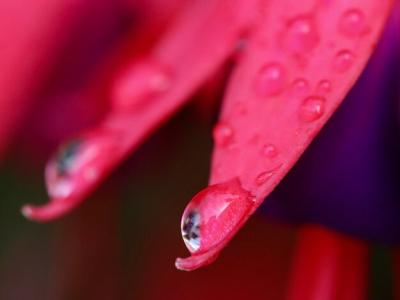 Close-Up of Wet Pink Flower – Free Stock Photo, Download Free