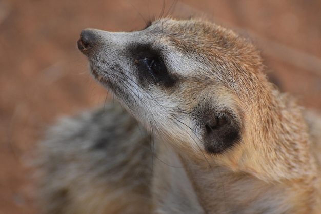 Meerkat With Very Long Whiskers Stretching – Free Download