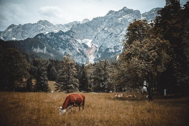 Herd of Cows Grazing in Mountain Pasture – Free Stock Photos for Download