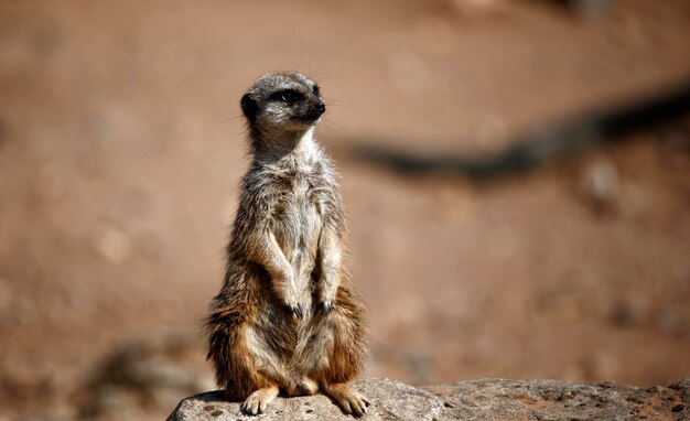 Meerkats Exploring at a Wildlife Park – Free Stock Photo for Download