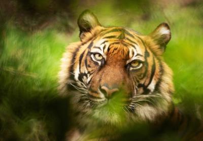 Selective Focus Shot of a Tiger Looking at the Camera – Free Stock Photo Download