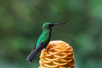 Brilliant Fronted Hummingbird on a Ginger Flower in Mindo, Ecuador – Free to Download