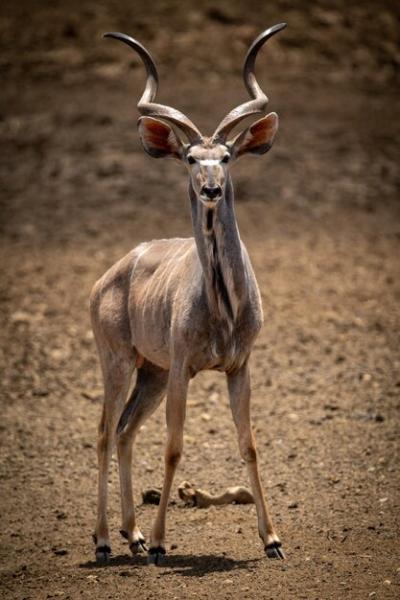 Male Greater Kudu: Stunning Wildlife Photo for Free Download