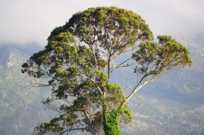 Lonely Tree Covered in Moss on a Foggy Day – Free Download