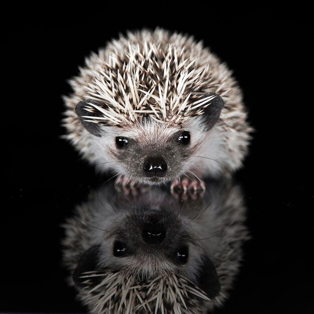 Close-up of Hedgehog Against Black Background – Free Download