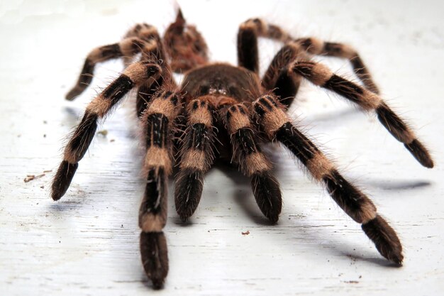 Close-up of Spider on Wooden Table – Free Stock Photo Download