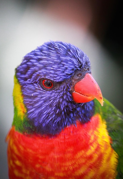 Vibrant Close-Up of a Parrot – Free to Download