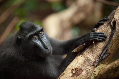 Close-up of Black Labrador on Tree in Forest – Free Stock Photo for Download