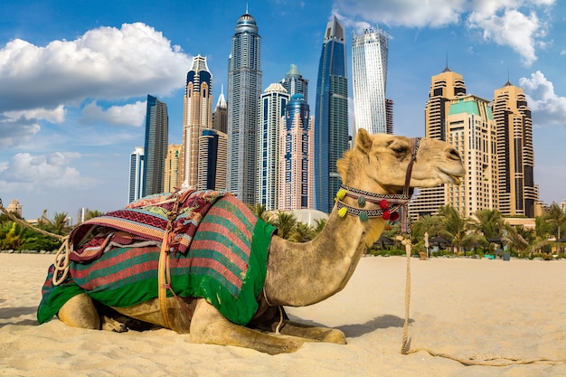 Camel in Dubai Marina – Free Download Stock Photo