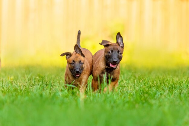 Playful Belgian Malinois Puppies in Garden – Free Stock Photo, Download Free