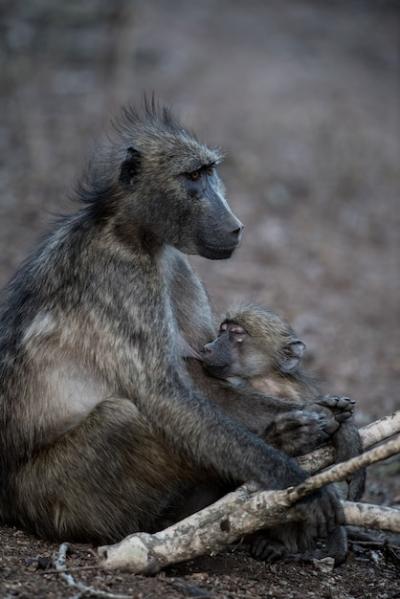 Mother Baboon Feeding Her Baby – Free Stock Photo, Download Free Stock Photo