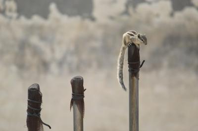 USAn Palm Squirrel Closeup – Free Stock Photo | Download for Free