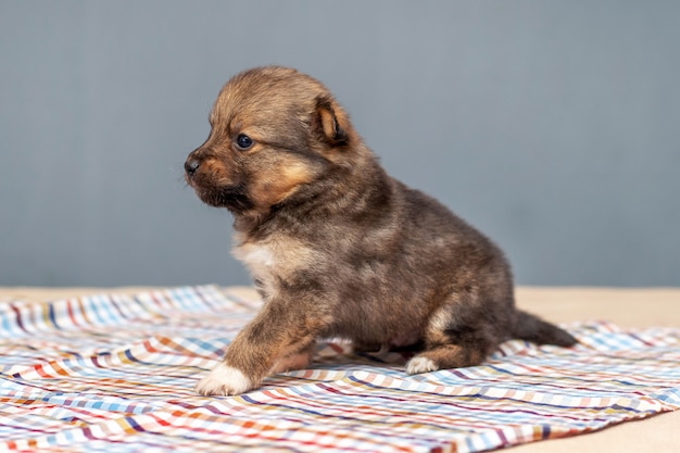 A Small Puppy Sitting on Checkered Fabric – Free Download