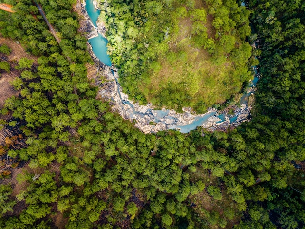 Directly Above Shot of Lush Forest Trees – Free to Download