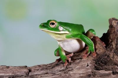 Whitelipped Tree Frog Litoria Infrafrenata Closeup – Free Download