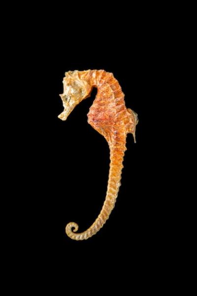 Dried Seahorse Skeleton Isolated on Black Background – Free Download